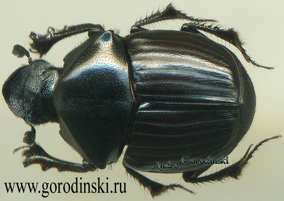 http://www.gorodinski.ru/copr/Onthophagus gagates.jpg